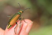 Lytta vesicatoria