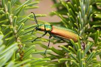 Lytta vesicatoria