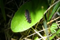 Lampyris noctiluca