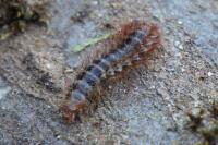 Drilus flavescens