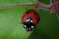 Coccinella septempunctata