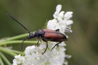 Stenurella bifasciata