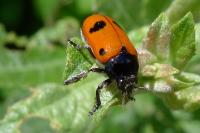 Clytra laeviuscula
