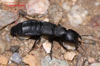 Ocypus olens