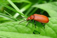 Pyrochroa serraticornis