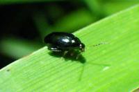 Altica oleracea
