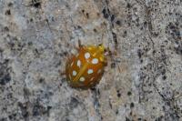 Halyzia sedecimguttata