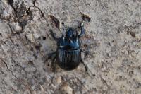 Typhaeus typhoeus