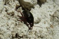Chrysolina bankii