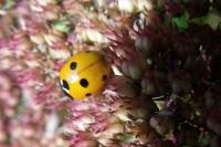 Coccinella septempunctata