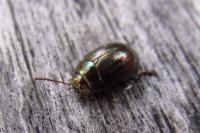 Chrysolina americana
