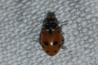 Hippodamia variegata