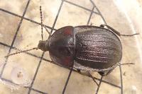Phosphuga atrata