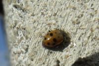 Hippodamia variegata