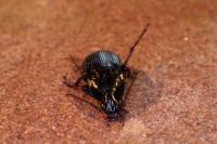 Abax parallelepipedus