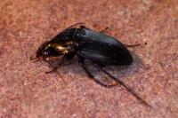 Abax parallelepipedus