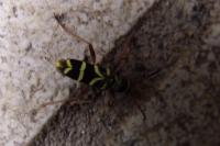 Clytus arietis
