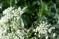 Cetonia aurata