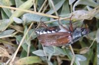 Melolontha melolontha