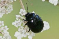 Chrysolina haemoptera