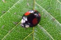 Harmonia axyridis