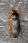 Pseudoophonus rufipes