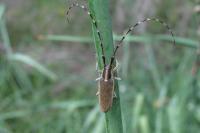 Agapanthia asphodeli