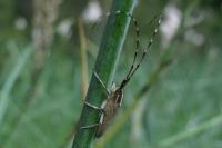 Agapanthia asphodeli