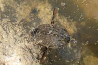 Acilius sulcatus
