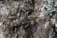 Rhagium sycophanta