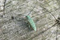 Saperda punctata