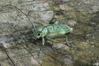 Saperda punctata