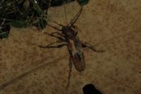Trichoferus pallidus