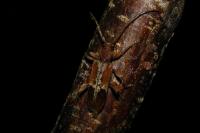 Trichoferus pallidus