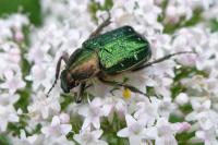Gnorimus nobilis