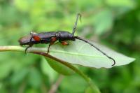 Ropalopus femoratus