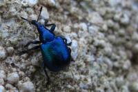 Byctiscus betulae