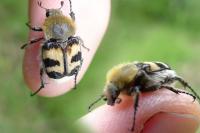 Trichius fasciatus