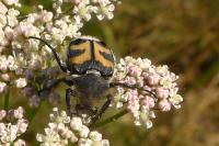 Trichius fasciatus