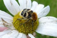 Trichius fasciatus