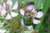 Gnorimus nobilis