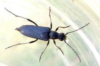 Anastrangalia dubia