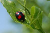 Harmonia axyridis