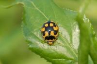 Propylea quatuordecimpunctata