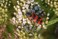 Trichodes alvearius