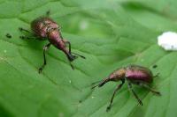 Rhynchites auratus