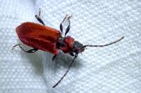 Pyrrhidium sanguineum