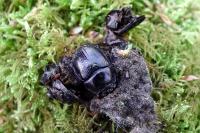 Anoplotrupes stercorosus