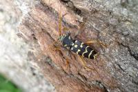 Plagionotus arcuatus