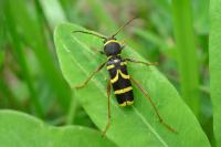 Clytus arietis